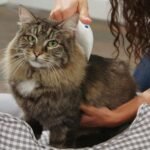 Electric Pet Grooming & Hair Removal Comb for Dogs & Cats